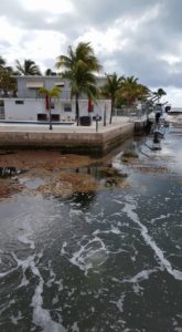 Key Largo Resident 2