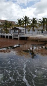 Key Largo Resident 3